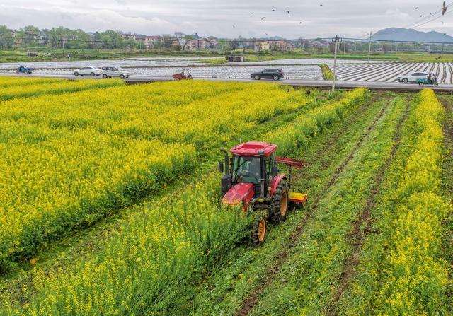 湖南道县： 绿肥还田助春耕