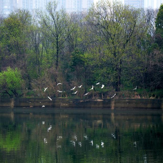 花红柳绿，湘江风光带