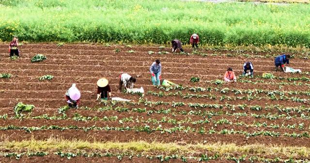 订单红薯栽种忙