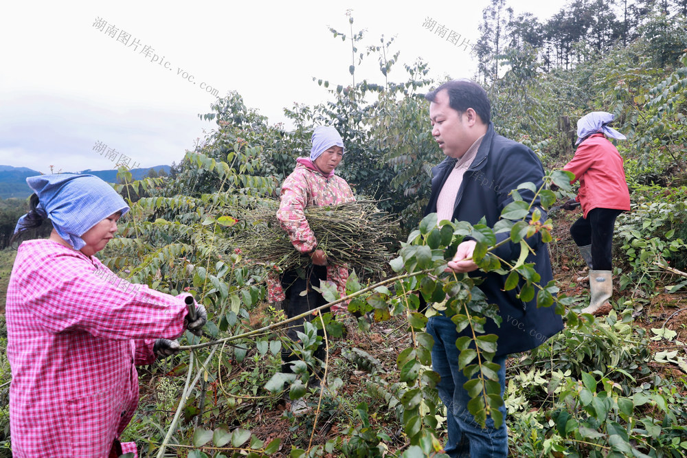 产业 党员 村民 钩藤 丰收 党建 引领 绘蓝图

