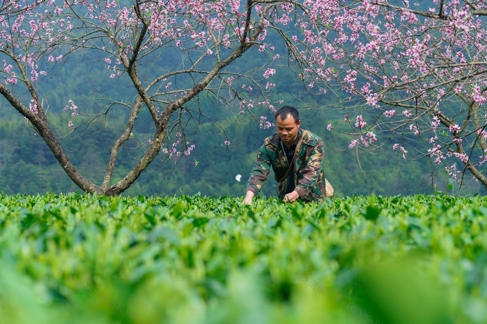 茶叶  乡村  助农增收