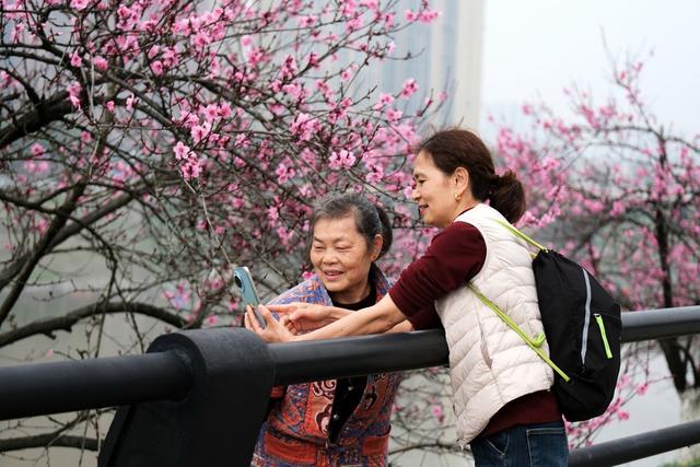 桃花盛开，浏阳河