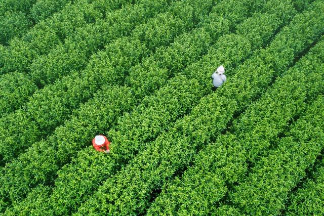 湖南江华：明前茶飘香