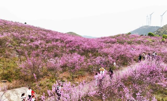   赏花热带火乡村旅游