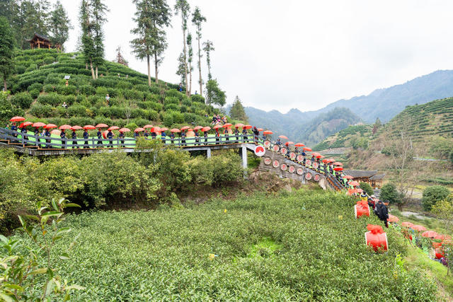 闹元宵   春茶第一采   节庆与茶旅农旅融合