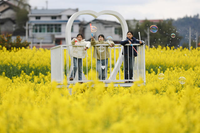油菜花 农旅融合 春天 春光