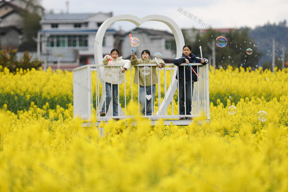 油菜花 农旅融合 春天 春光