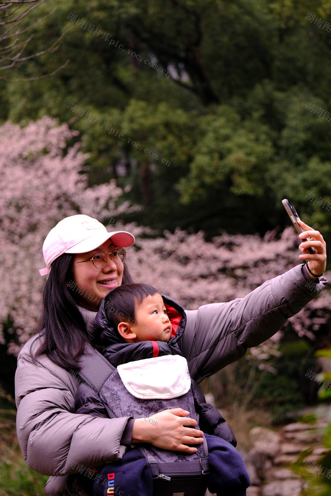 望月公园，山樱盛开，