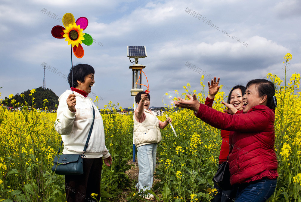 油菜   欢乐的笑   游客