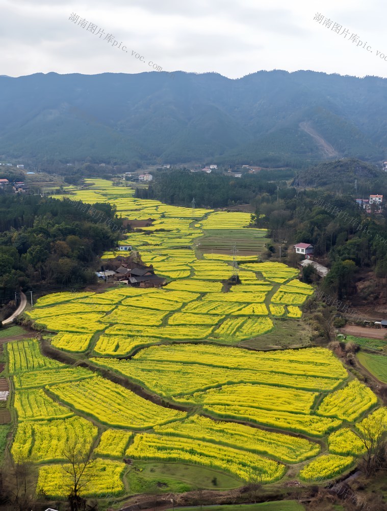 金黄花海美如画
