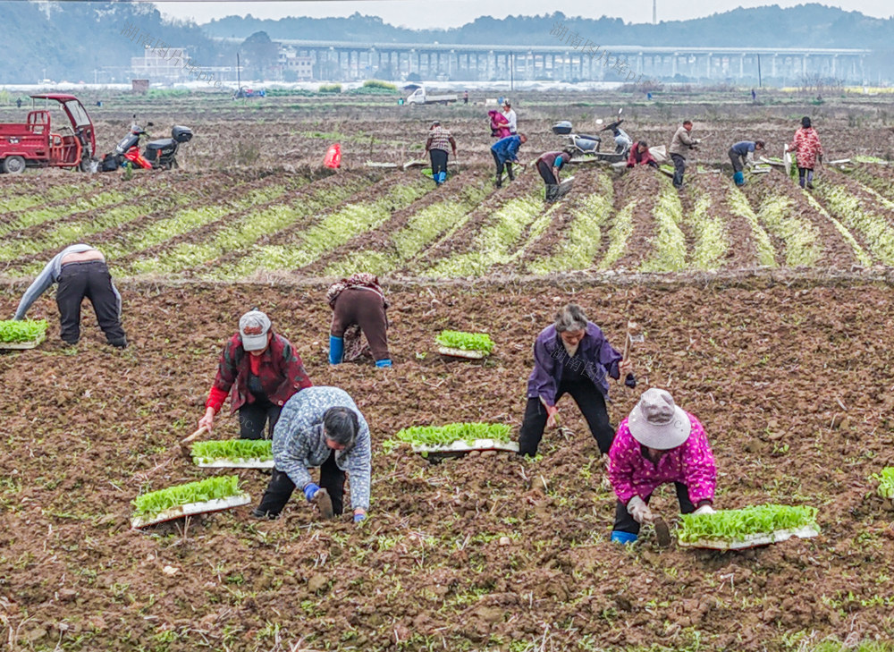湖南道县：惊蛰将至农事忙
