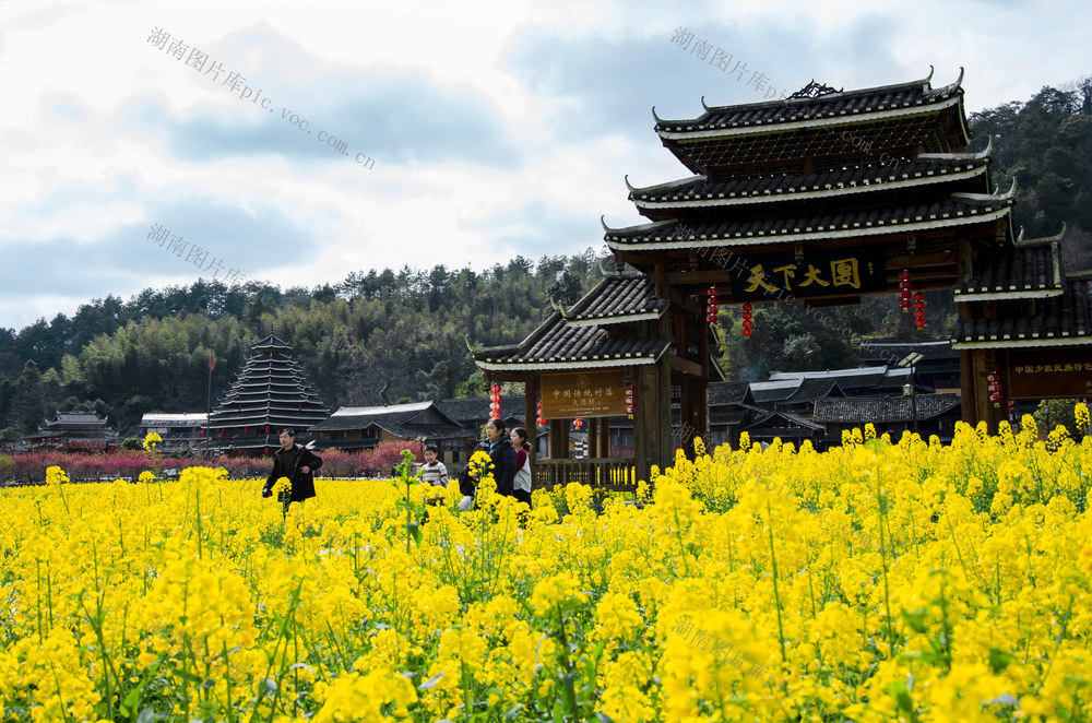 侗寨 桃花 油菜花 绽放 吸引 游客 观赏