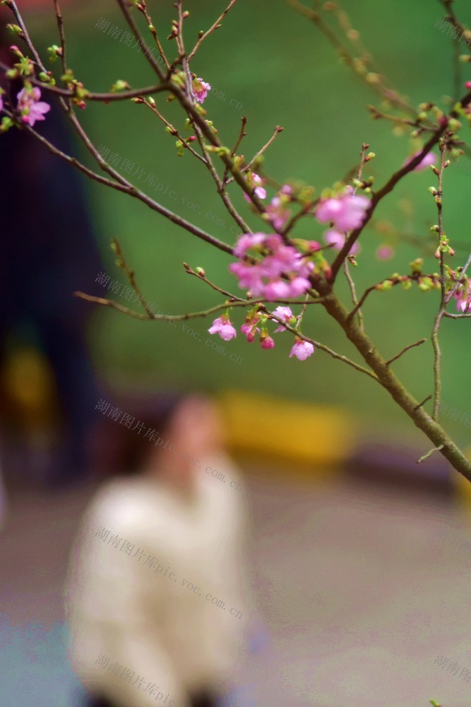 春天  春意 春花  自然