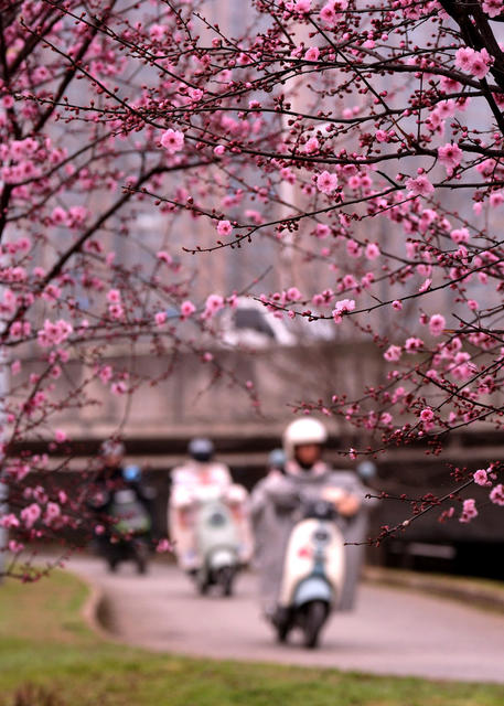 浏阳河畔春花烂漫