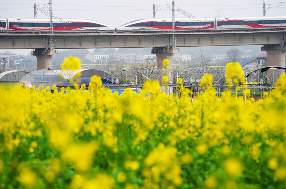 惊蛰 春光 春花 踏青