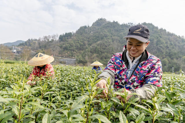 春茶 湘西黄金茶