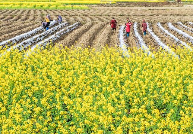 湖南道县：惊蛰时节 田园劳作