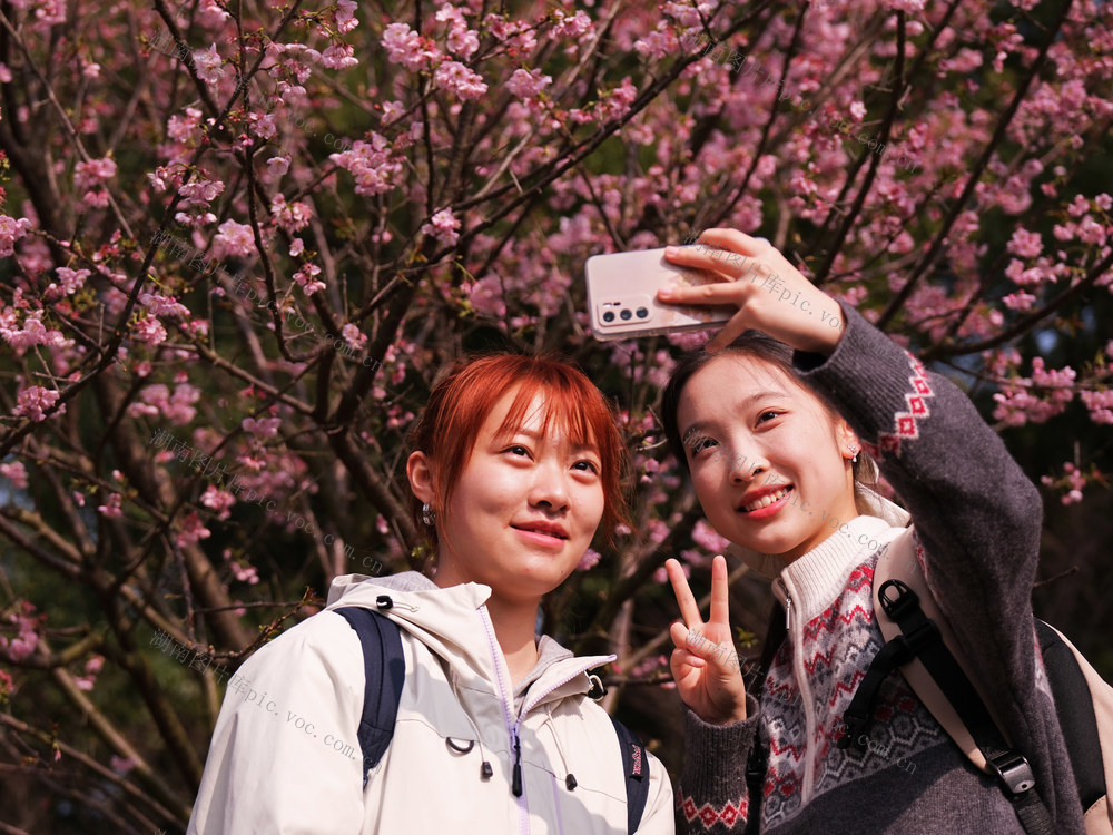 樱花绽放，湖南省植物园