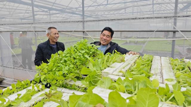 茶陵 烟叶生产 烟苗 农民 烟农