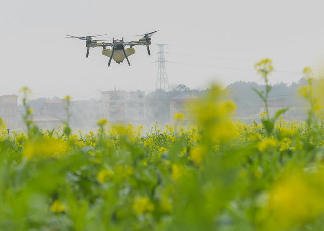 湖南道县：“飞防”助春管 护蔬菜增收