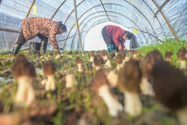 湖南道县：采收羊肚菌