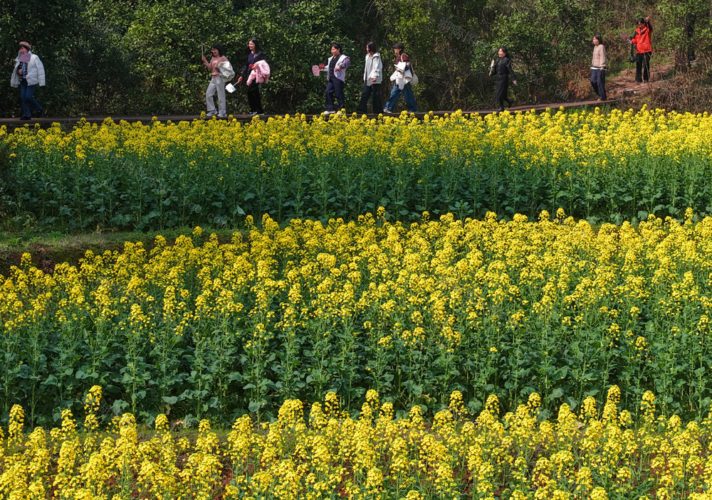 健步走 "三八"国际劳动妇女节 