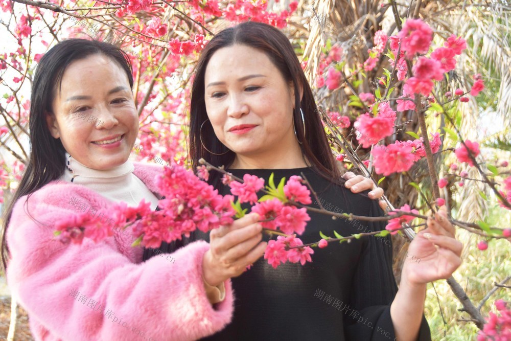 桃花盛开春意浓