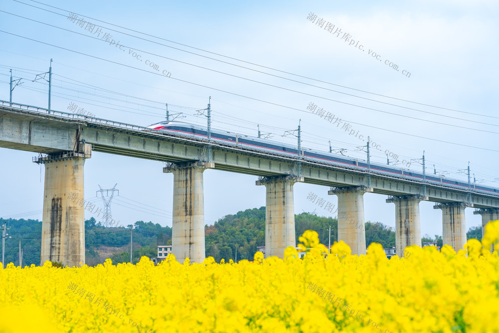 春天 高铁 油菜花