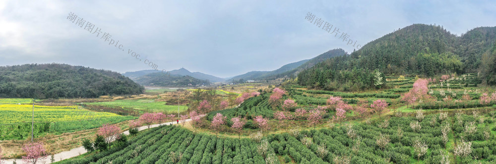 春色  旅游  乡村振兴  美丽乡村   农旅