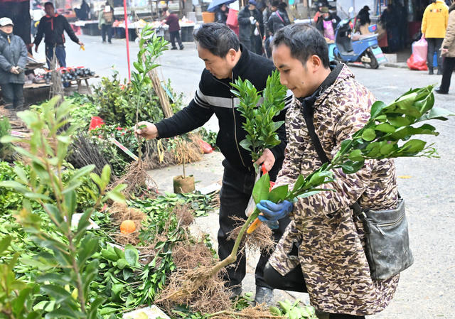环境,生态,绿化,植树