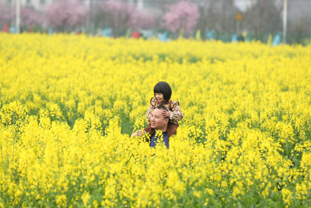 春天 油菜花 梅花 游客