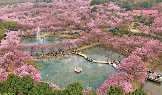 常宁  樱花园  美景