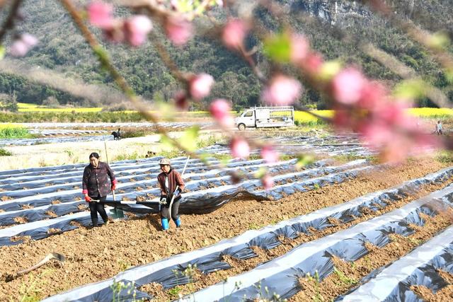 初春农忙  不负春光