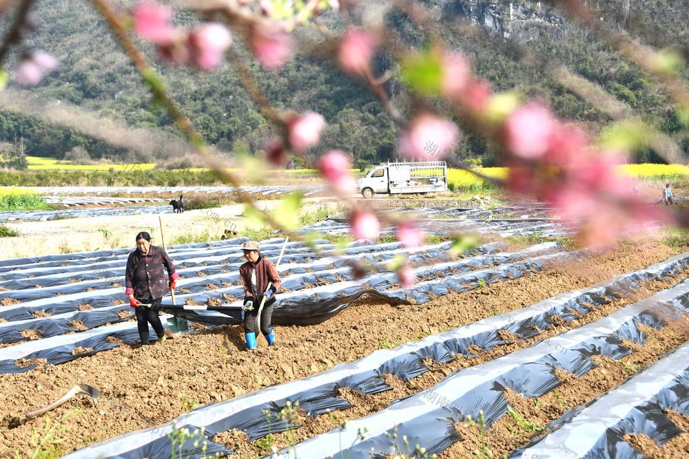 初春农忙  不负春光