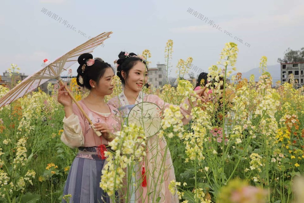 油菜花 春日美景 踏青