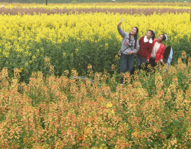 踏青 赏花 五彩  油菜花