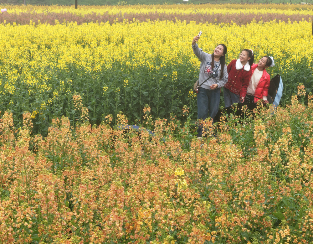 踏青 赏花 五彩  油菜花