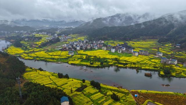 油菜花、产业、种植、春天、乡村
