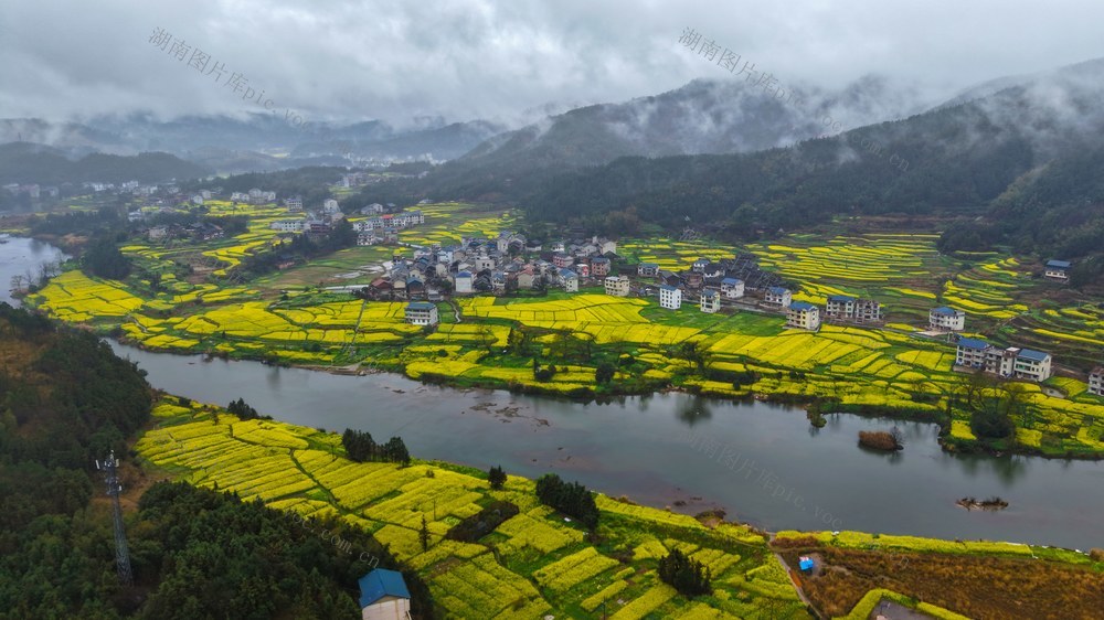 油菜花、产业、种植、春天、乡村