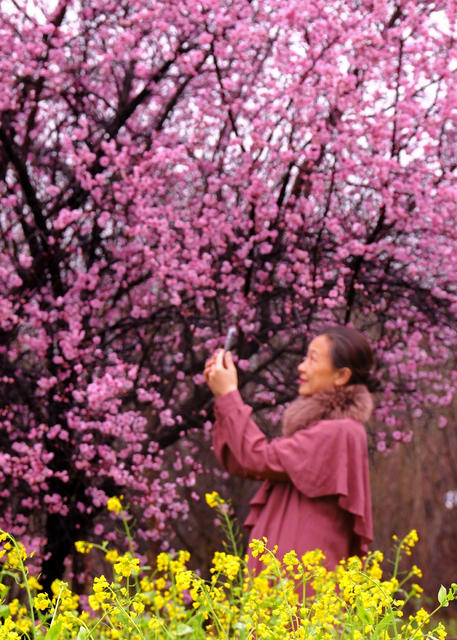 美人梅，省农科院