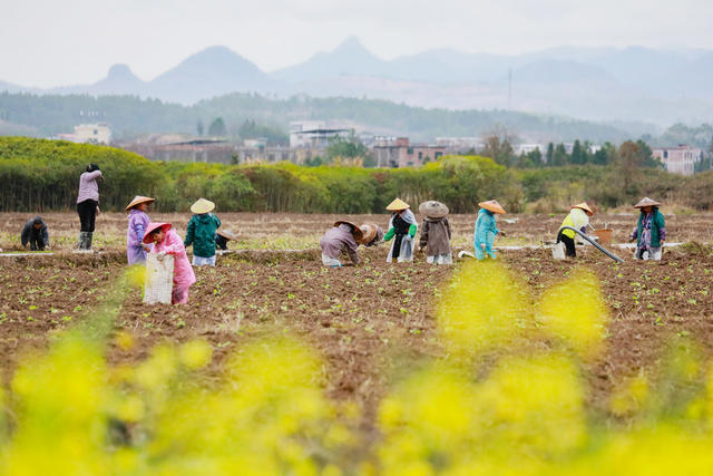 冒雨  种植  秧苗  春耕