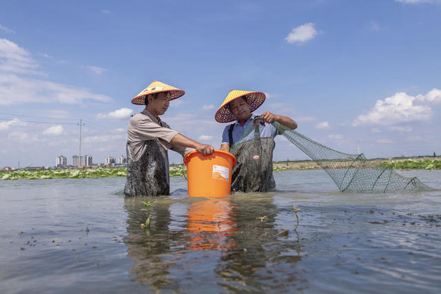 脱贫；小龙虾；荷花虾；美丽乡村；乔口镇；乡村旅游；