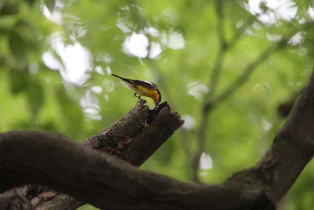 白眉姬鹟 长沙 繁殖成功