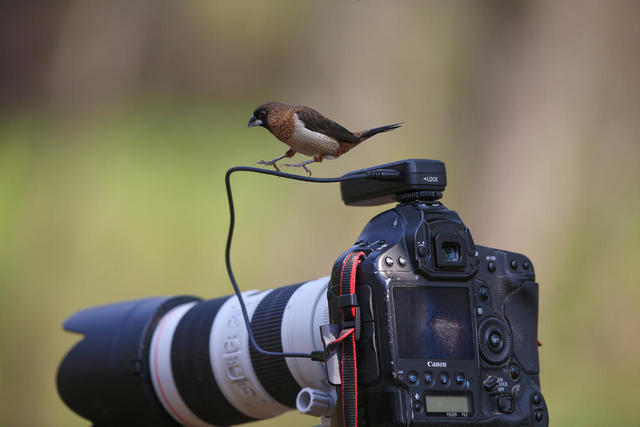 白腰文鸟 衡阳生态公园