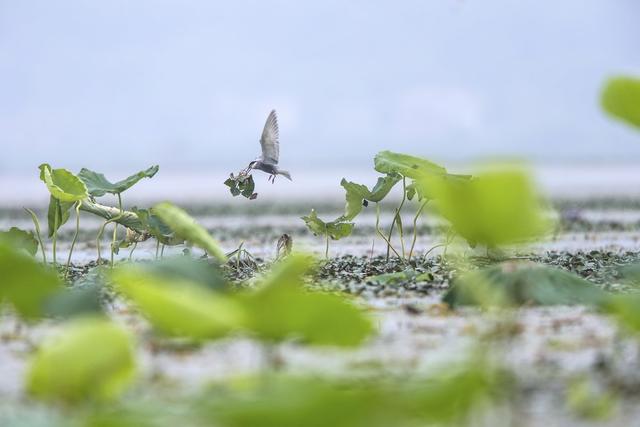 须浮鸥  鸟