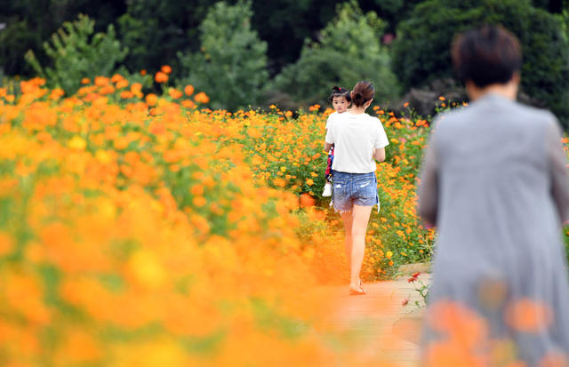 湖南省森林植物园 花海