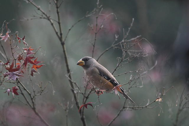 鸟 黑尾蜡嘴雀