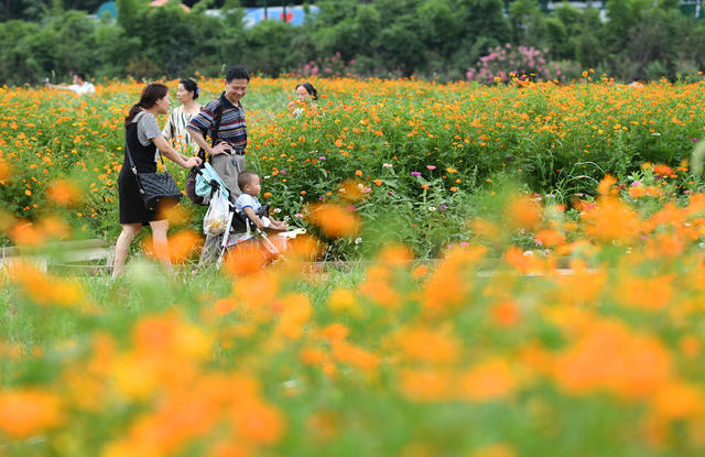 湖南省森林植物园 花海