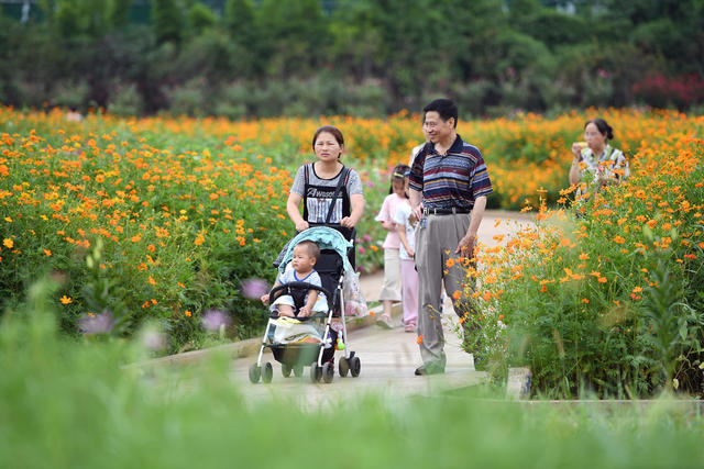 湖南省森林植物园 花海