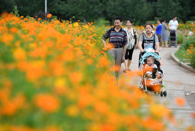 湖南省森林植物园 花海